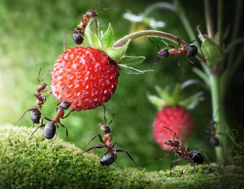 Чем потравить муравьев на даче. Как бороться с садовыми муравьями