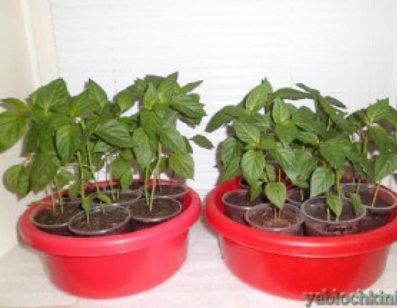 Можно ли выращивать рассаду не на окне. Как вырастить рассаду на подоконнике (пошаговая инструкция)
