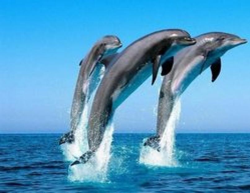 К чему снятся дельфины в воде сонник. К чему снится дельфин женщине