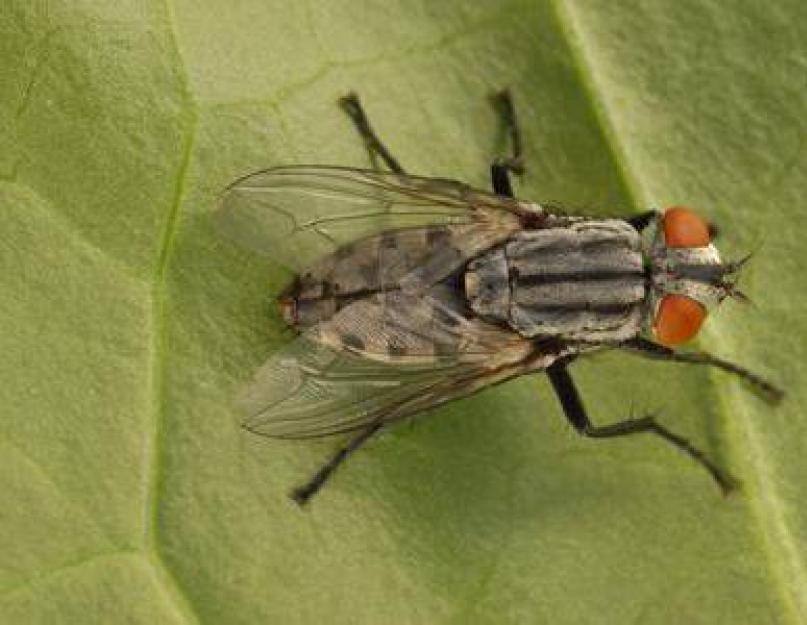 Что делать если съела личинку мухи. Опасные мухи