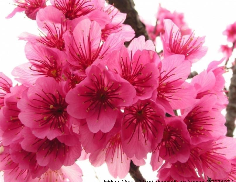 Что цветет в китае. Что такое сад сакуры