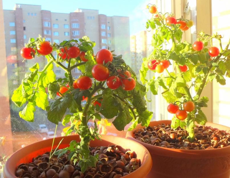 Рассада помидор в домашних условиях: как посеять и вырастить здоровую рассаду томатов. Как вырастить помидоры дома зимой
