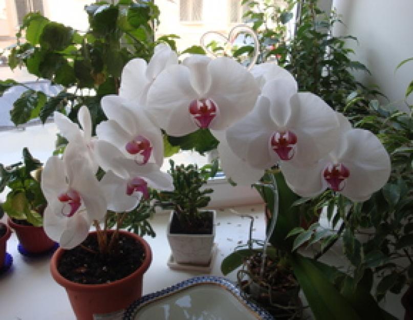 Уход за горшечной орхидеей в домашних условиях. Выращивание орхидеи в домашних условиях: правила посадки и ухода, размножение, фото и видео