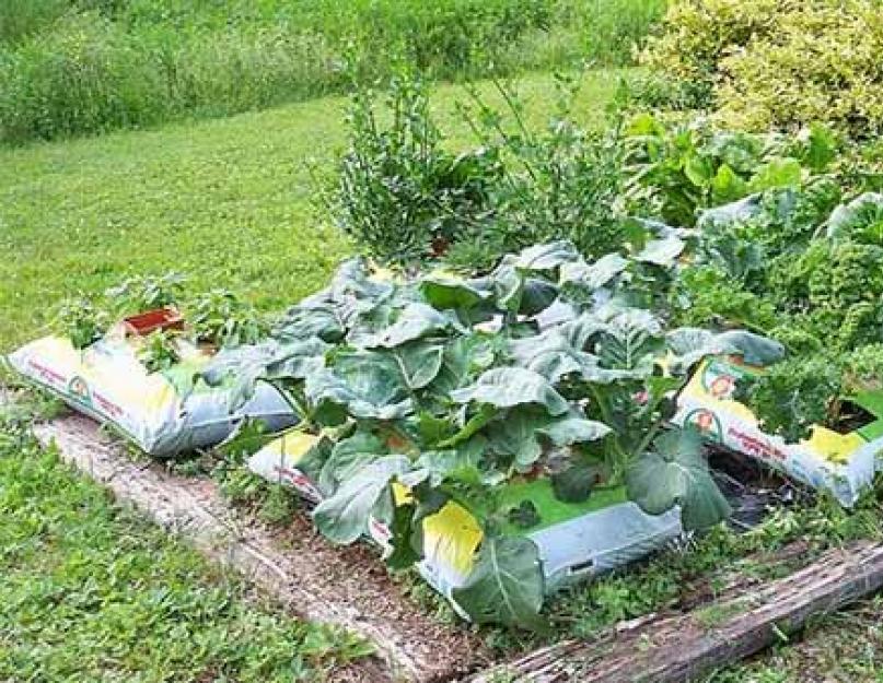Здоровый огород без хлопот. Безопасная защита растений от болезней и вредителей в июле и августе