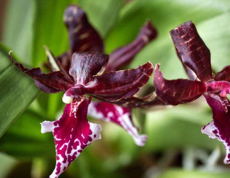 Красная камбрия. Камбрия (орхидея): уход и размножение в домашних условиях