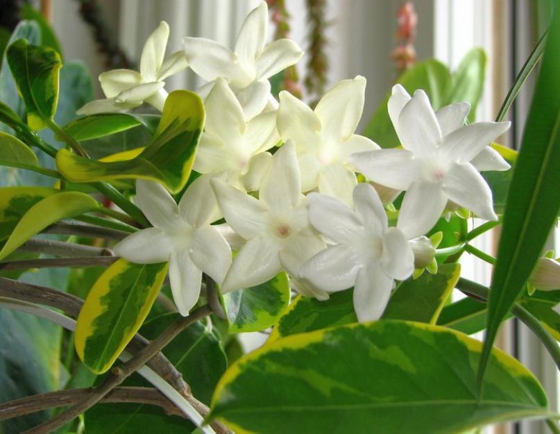 Почему не цветет жасмин мадагаскар. Мадагаскарский жасмин: уход и выращивание в домашних условиях