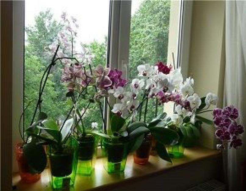 Чем поливать орхидеи чтобы они всегда цвели. Почему не цветёт орхидея в домашних условиях? Что делать и как заставить орхидею цвести? Почему внесение подкормок помогает стимулировать рост цветоносов