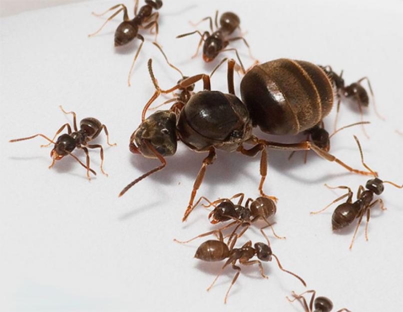Где взять королеву муравьев. Матка домашних муравьев — как она выглядит и где искать? Расположение «комнат» муравейника