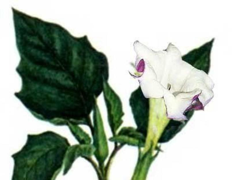 Datura растение. Дурман – растение ядовитое
