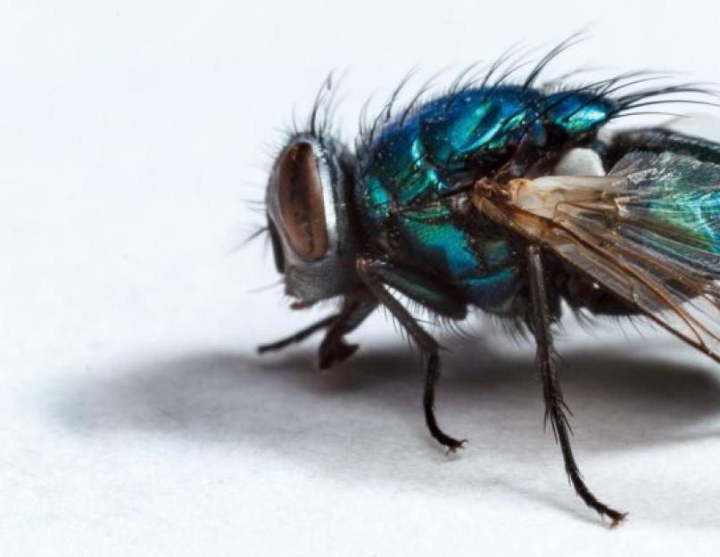 Виды домашних мух. Зеленая муха: описание, фото