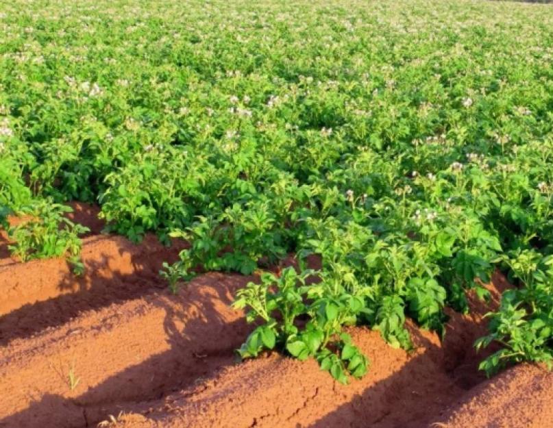 Зеленое удобрение для картофеля. Выращивание картофеля с помощью сидератов