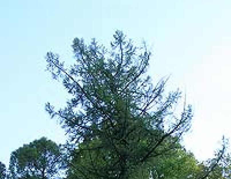 Рисунок лиственницы и сосны. Лиственница — необычное хвойное дерево
