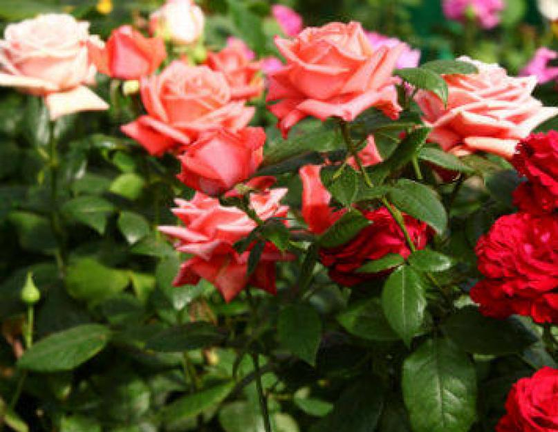 Розы посадка и выращивание. Выращивание садовых роз в открытом грунте: советы и правила
