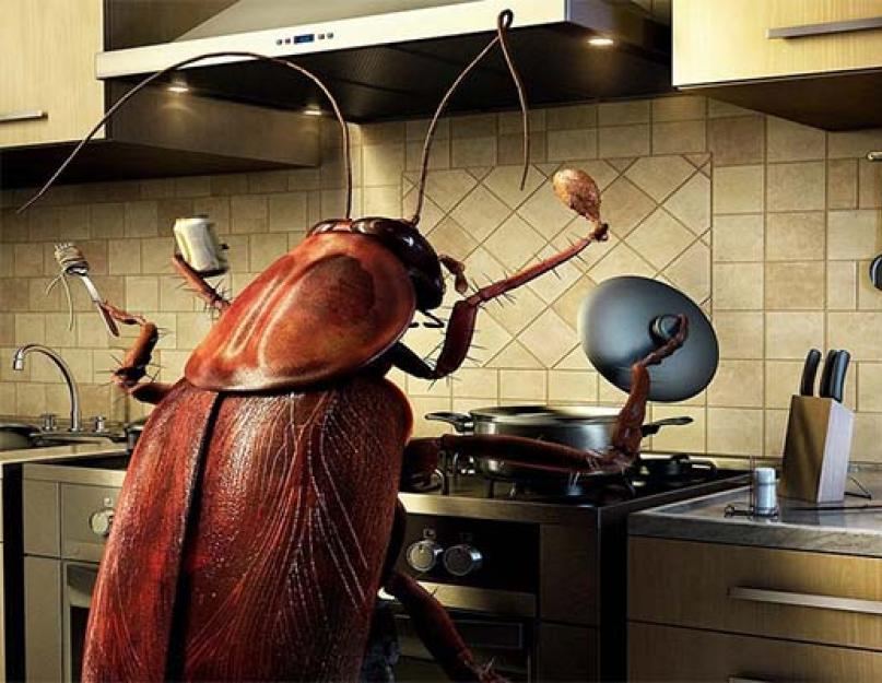 Человек и таракан находятся в отношении. Чем опасны для человека живущие в квартирах тараканы? Развитие тараканов – от яйца до взрослой особи