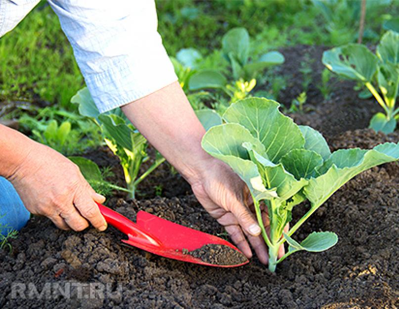 Как вырастить белокочанную капусту на огороде. Выращивание капусты в открытом грунте – от выбора семян до сбора урожая