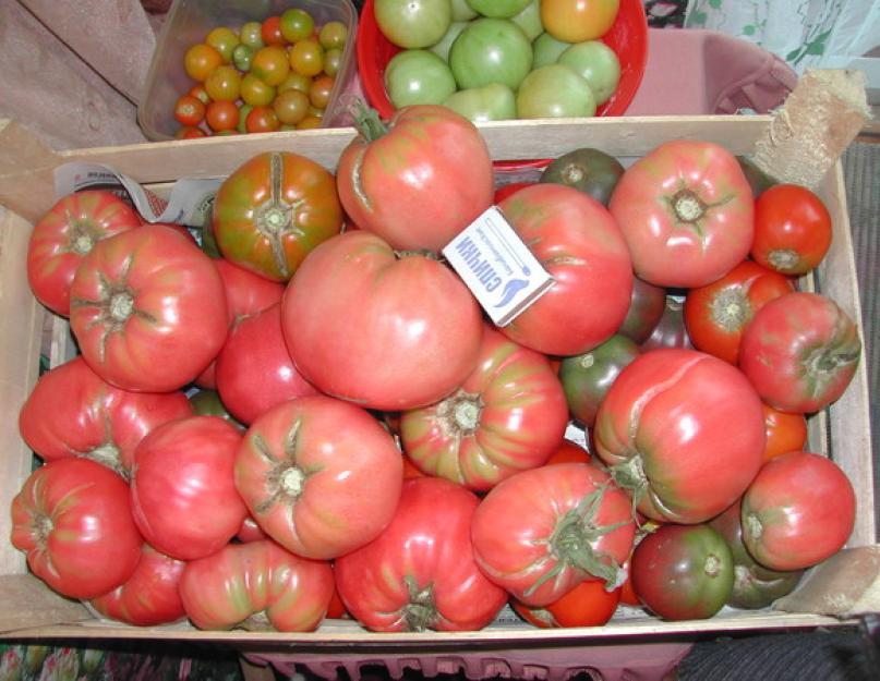 Хранение томатов на зиму. Как правильно хранить помидоры – сохранение свежих плодов до зимы