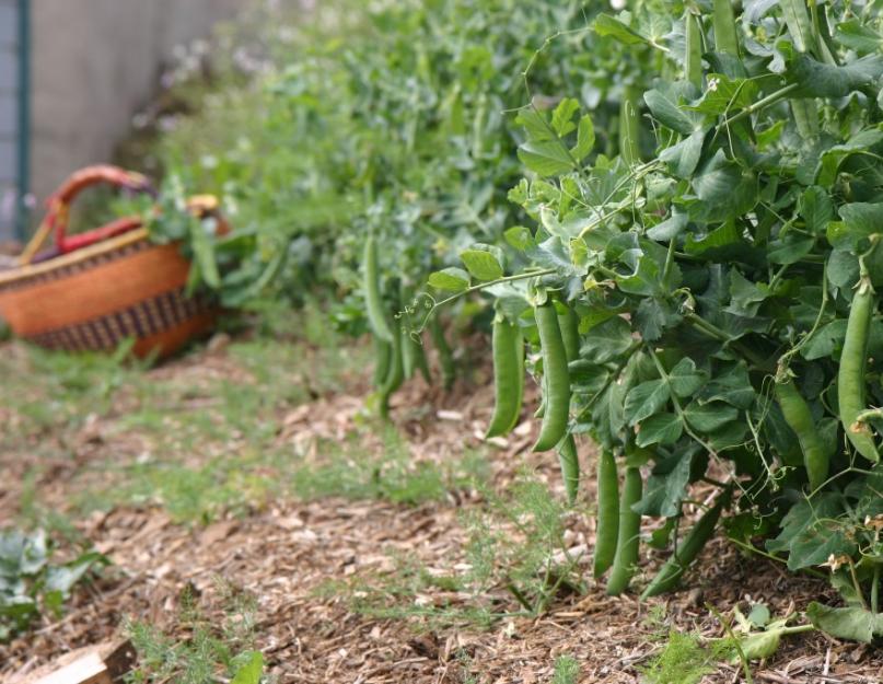 Горошек посевной овощные культуры. Овощной горох: фото, описание, выращивание и уход