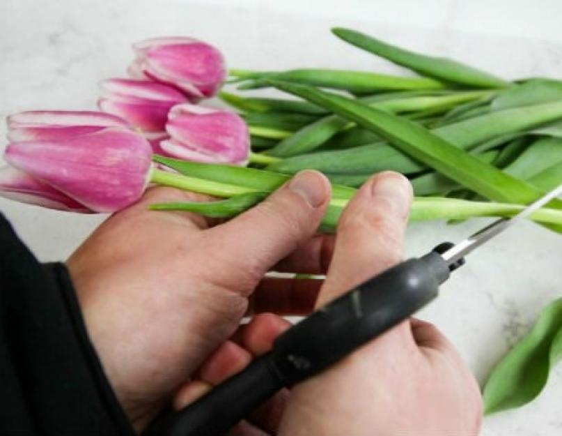 Тюльпаны нужно подрезать после покупки. Срезанные цветы. Срез тюльпанов. Тюльпаны в срезке. Правильный срез тюльпанов.