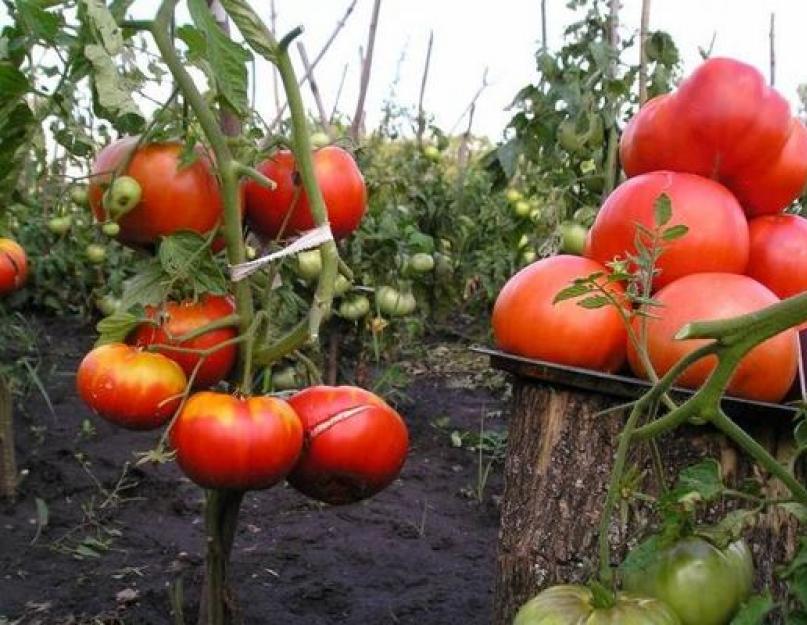 Игры кавай спринт 2. Безрассадный способ выращивания определенных сортов томатов в открытом грунте