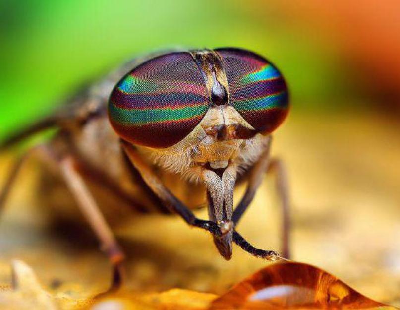 Почему мухи такие назойливые. Что заставляет мух кусаться