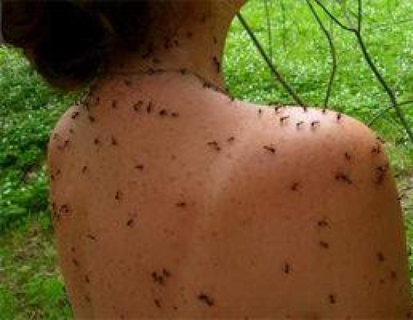 Кто поможет ему совладать с муравьями. Народные средства от муравьев в саду, огороде и на дачном участке