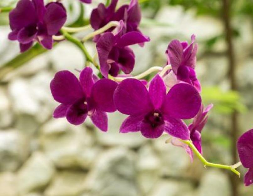 Орхидея дома – приметы для женщин. Орхидея в доме: приметы, суеверия и правила круглогодичного цветения Почему нельзя дарить орхидею