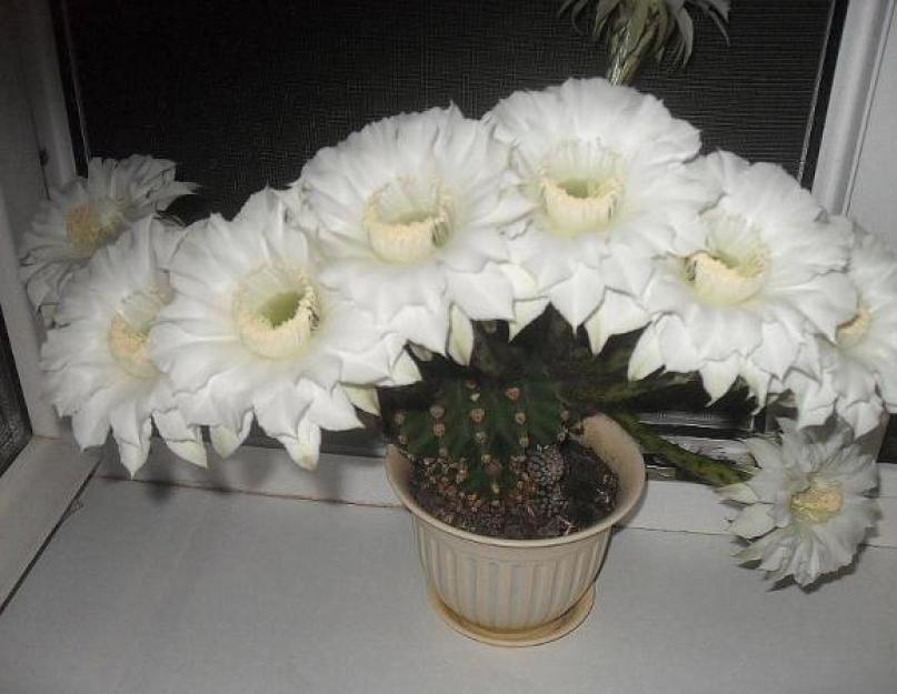 Домашние цветы кактусы. Какие виды кактусов цветут в комнатных условиях
