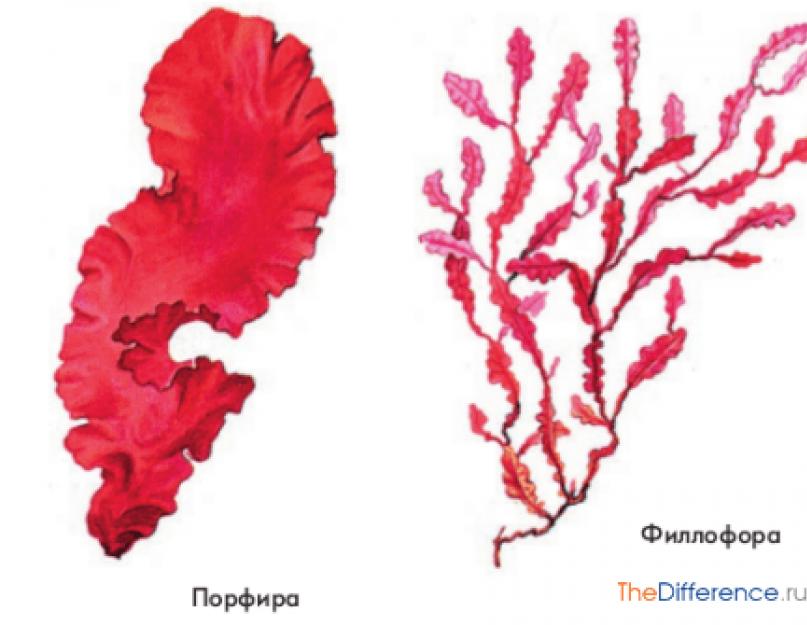 Красные водоросли клетки. Порфира Филлофора. Красные водоросли Филлофора. Филлофора водоросль строение. Порфира водоросль.