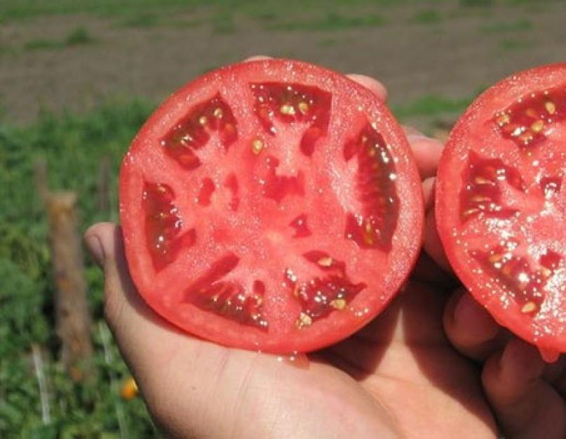 Как сделать рассаду помидоров в домашних условиях. Как вырастить здоровую и крепкую рассаду помидор в домашних условиях