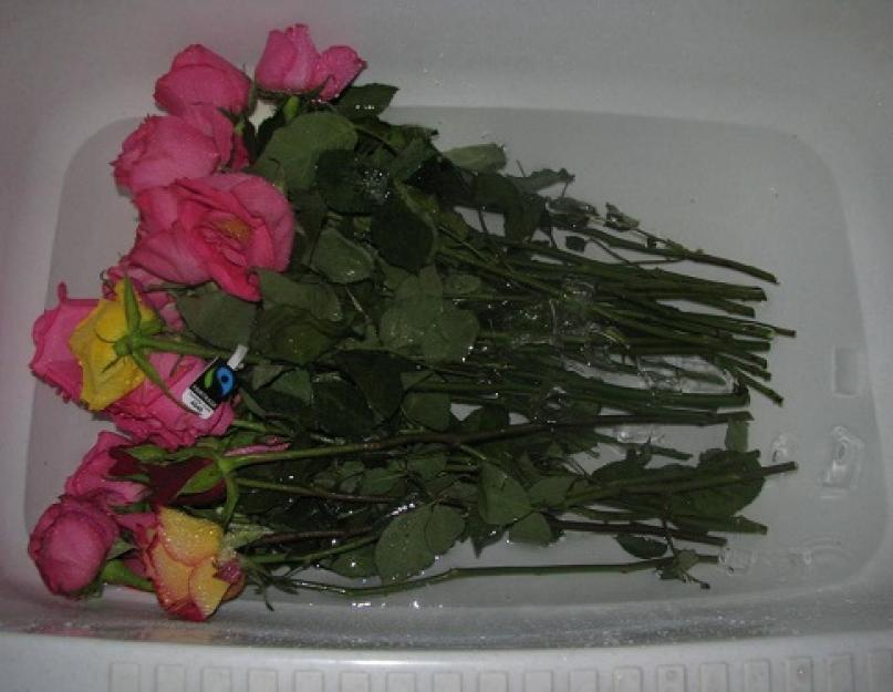 Как сохранить долго розы в вазе свежими. Как можно сохранить надолго розы в вазе