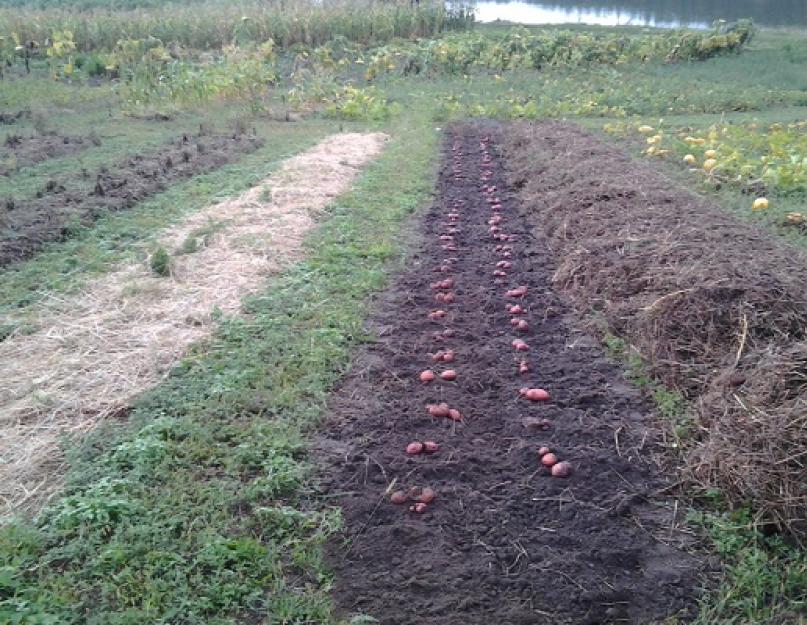 Какие сидераты посадить после картофеля осенью. Сидераты после картофеля: что посадить осенью