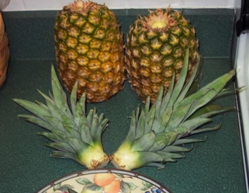 Как правильно вырастить ананас в домашних условиях. Весенняя защита садовых растений от вредителей и заболеваний