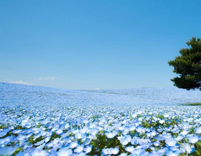 Как появляются цветы в парке хитачи. Цветочные поля в Японии: природная палитра бутонов