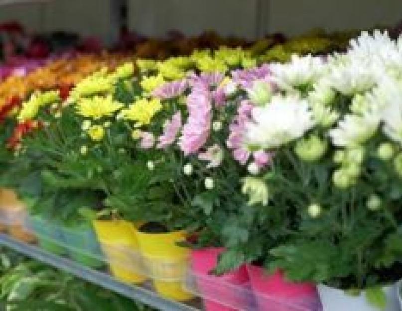 Как правильно посадить дома хризантему. Выращивание, уход и размножение хризантемы комнатной