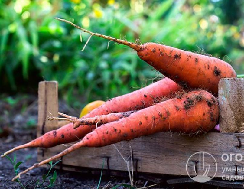 Морковь на зиму в холодильнике. Как правильно подготовить морковь к хранению на зиму: правила и инструкции