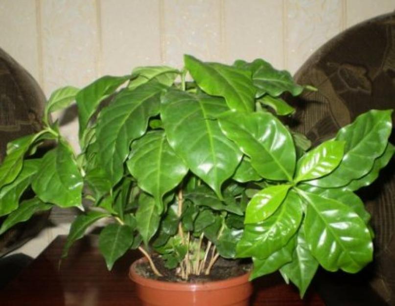 Кофейное дерево в домашних условиях размножение и уход. Кофе или как вырастить у себя кофейное дерево
