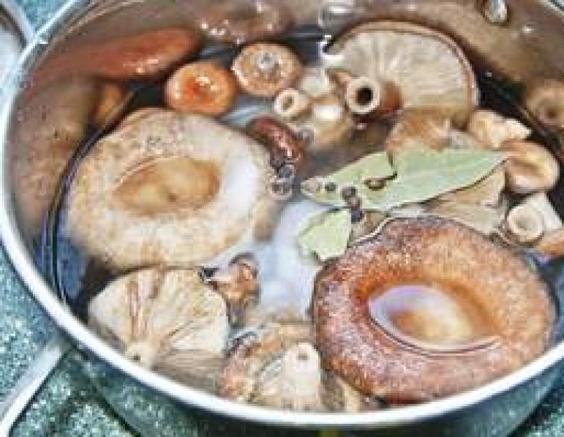 Волнушки солёные горячим способом. Засолка грибов волнушек горячим способом – рецепт с фото, как ее сделать в домашних условиях
