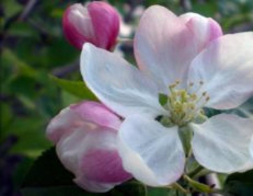 Цветущая яблоня. Цветение яблони: сроки для разных регионов выращивания и важные нюансы