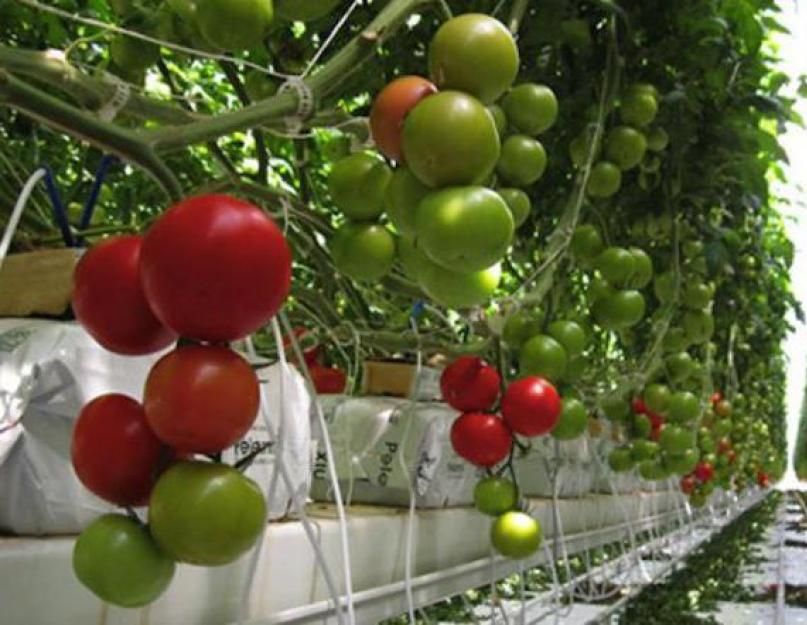 Что делать для быстрого созревания помидоров. Как ускорить созревание томатов