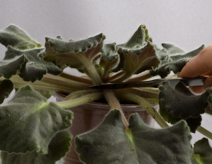 Какой цветок может дать лист фиалки химеры. Фиалка химера: описание, размножение, выращивание и сорта