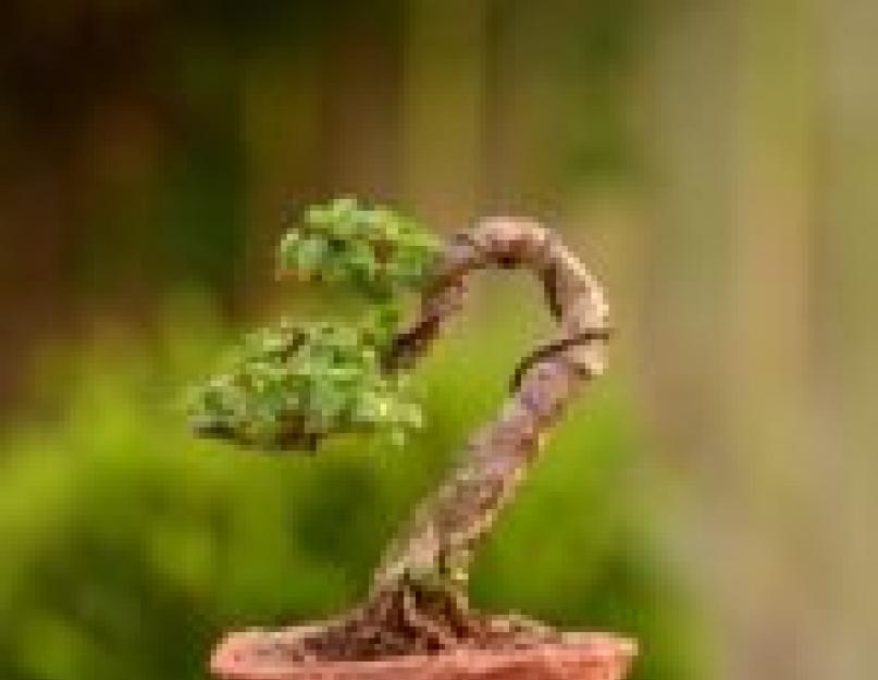 Простые маффины с грушами и орехами. Бонсай – дерево на подносе: особенности ухода и выращивания в домашних условиях