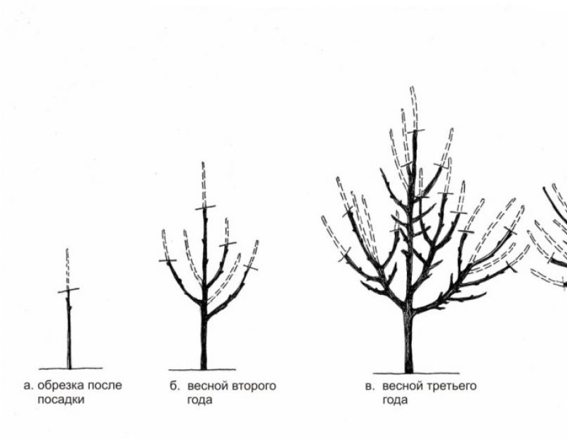 Как обрезать черешню 3 года. Формировка кроны черешни. Обрезать абрикос весной. Весенняя обрезка черешни 3 года.