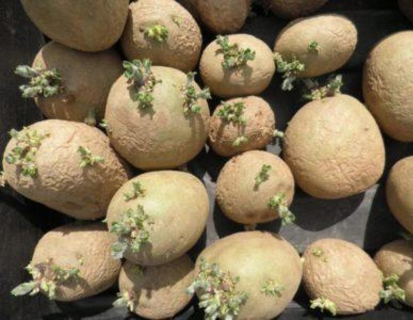 Выращивание картофеля по голландской технологии – максимальный результат при минимальных усилиях. Выращивание картофеля по голландской технологии на даче