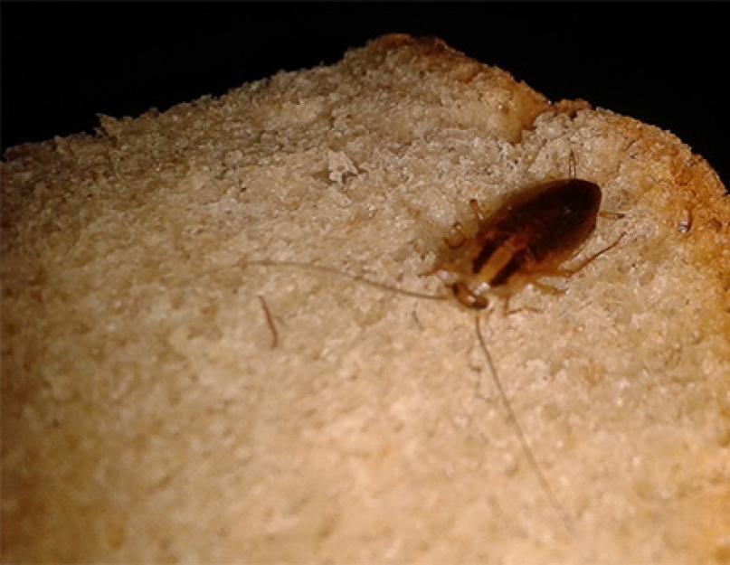 Когда появился таракан в каком году. Где живут тараканы в доме, и как найти их гнездо