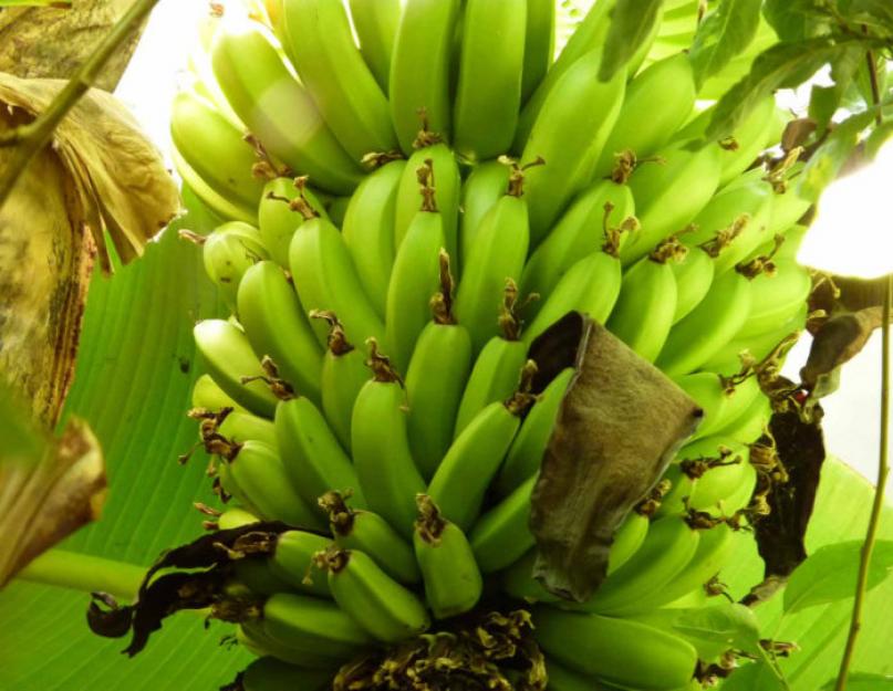Карликовый банан выращивание из семян. Выращивание и уход