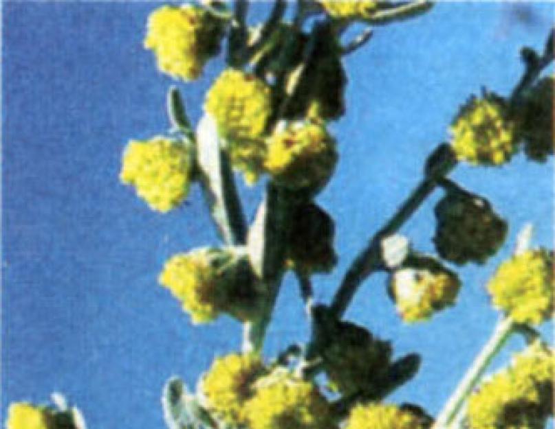 Полынь Горькая (Artemisia absinthium L.). Сбор и заготовка