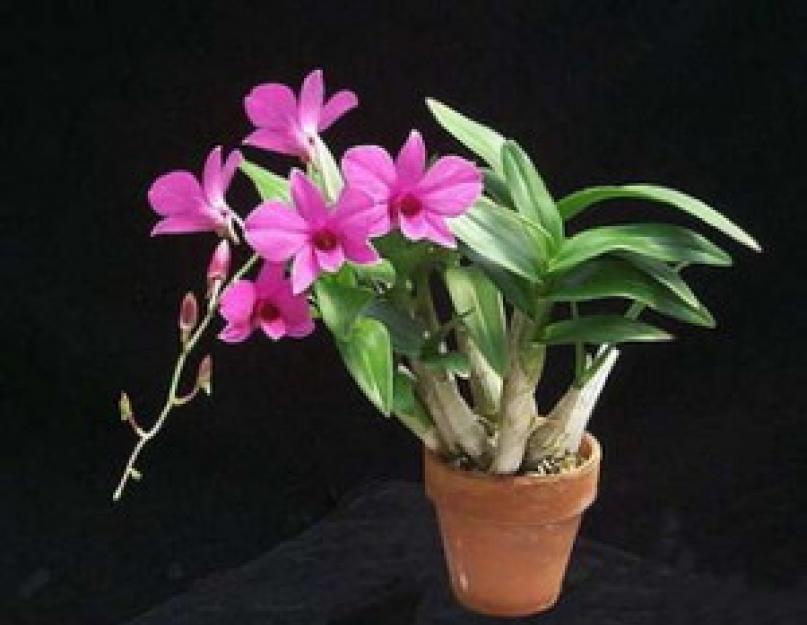Как цветет орхидея дендробиум. Орхидея дендробиум