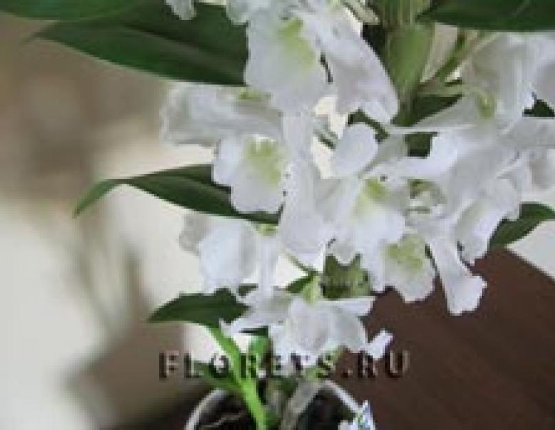 Дендробиум орхидея уход за растением. Виды орхидеи Дендробиум: фото, названия и особенности ухода