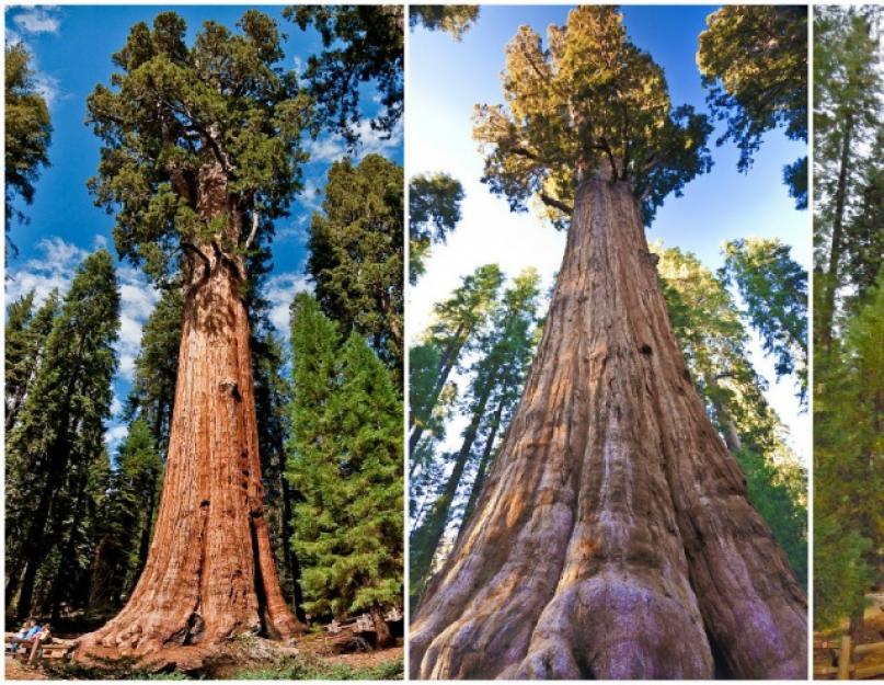7 самые маленькие высшие растения. Самые большие деревья, кустарники и травы в мире