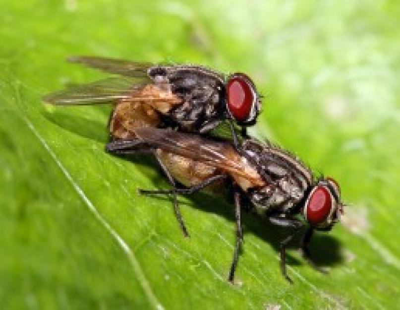 Сколько живет муха обычная. Как живёт и размножается комнатная муха